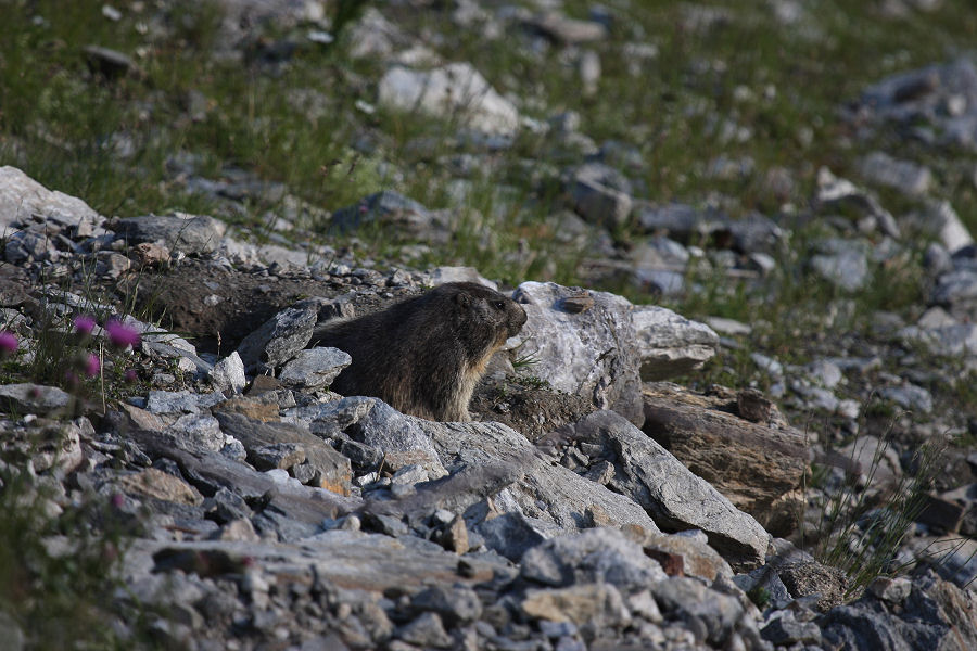 Marmotta - Passo della Furka (Svizzera)